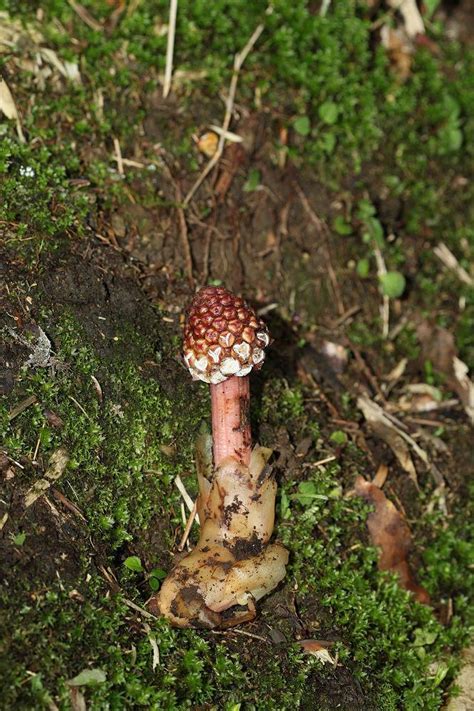 筆頭蛇菰|福星花園: 筆頭蛇菰